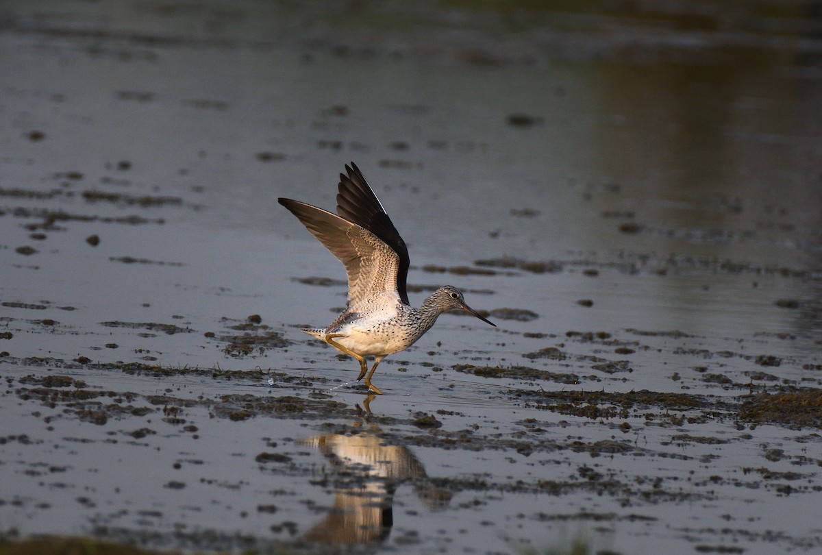 Common Greenshank - Baharuddin Sk