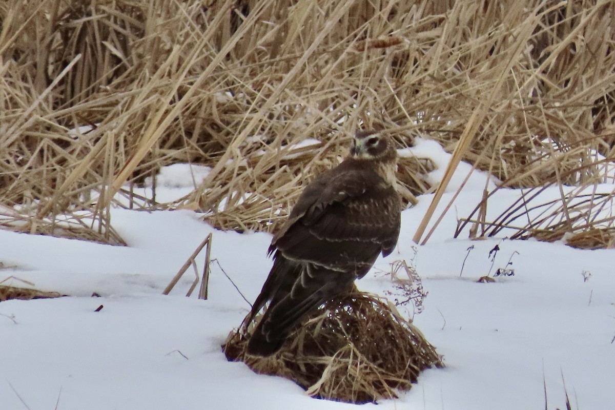 Northern Harrier - ML616980237