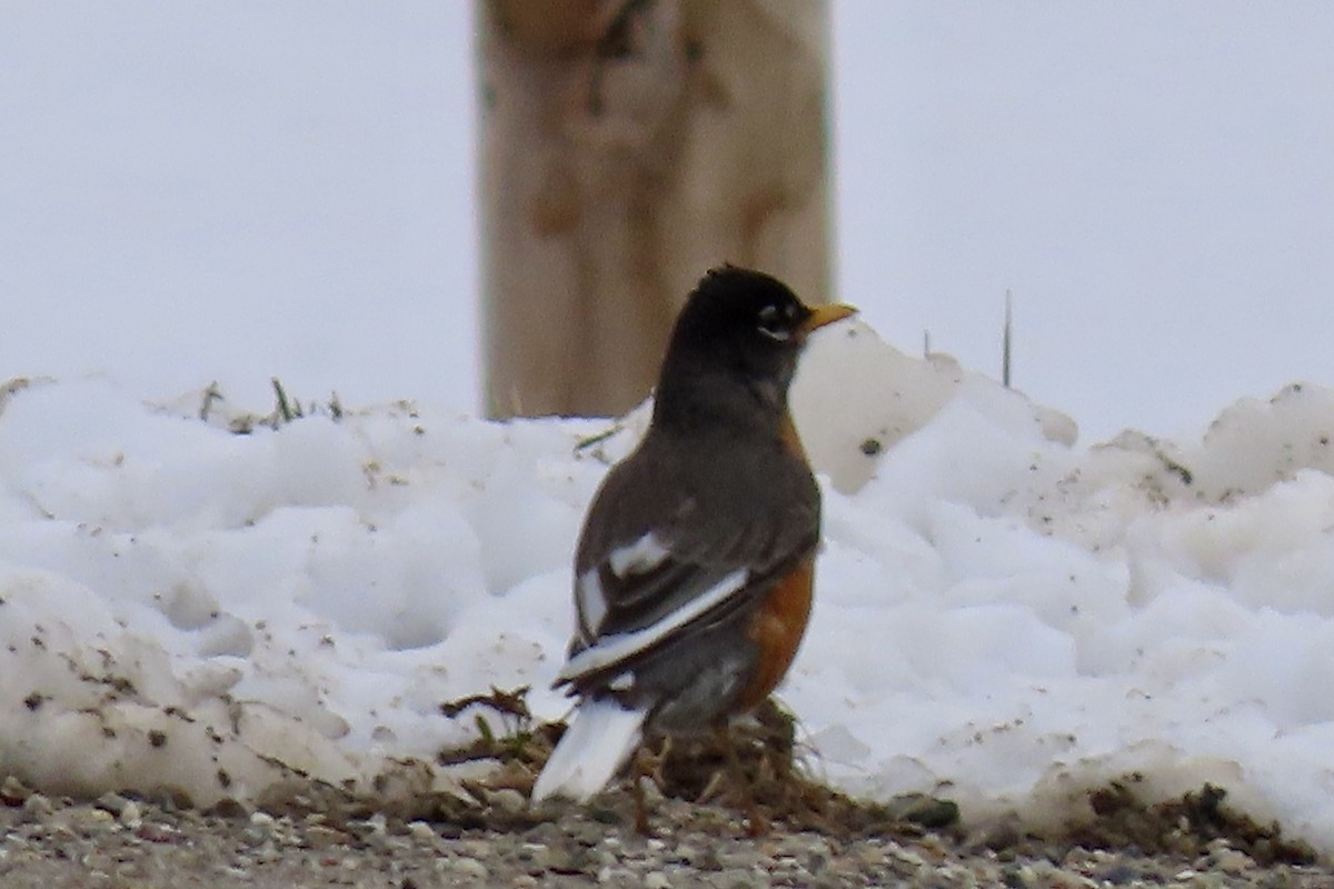 American Robin - Merrie Perron