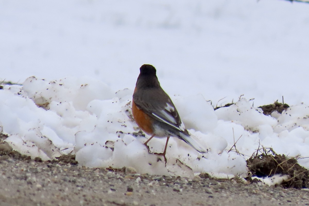 American Robin - Merrie Perron