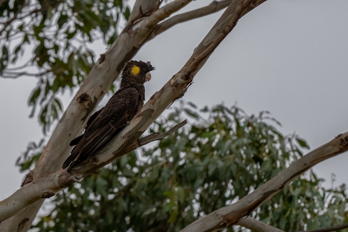 Cacatúa Fúnebre Coliamarilla - ML616980262