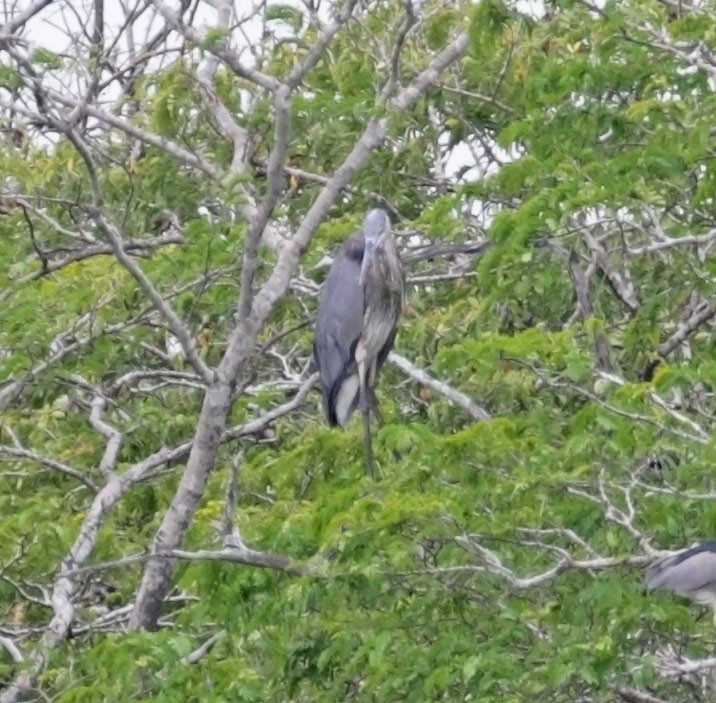 Great Blue Heron - Trevor Ellery