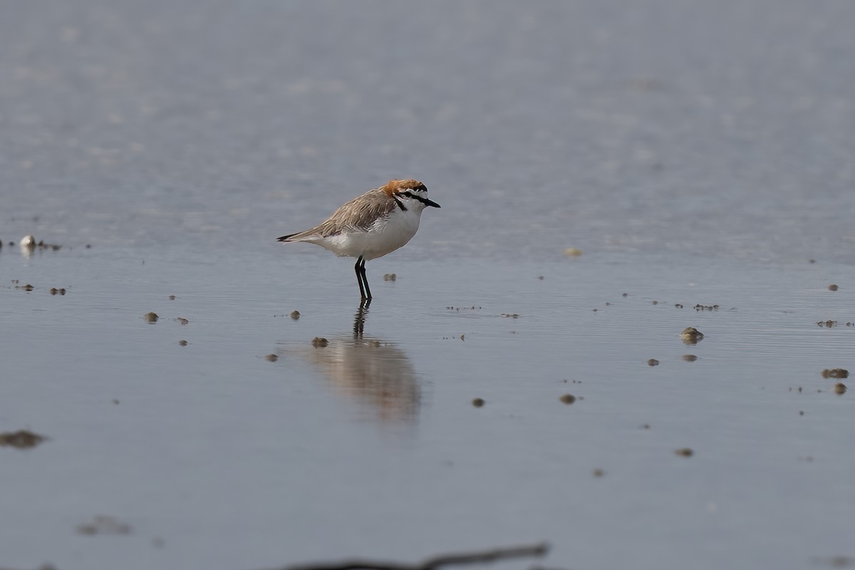 Red-capped Plover - ML616980296