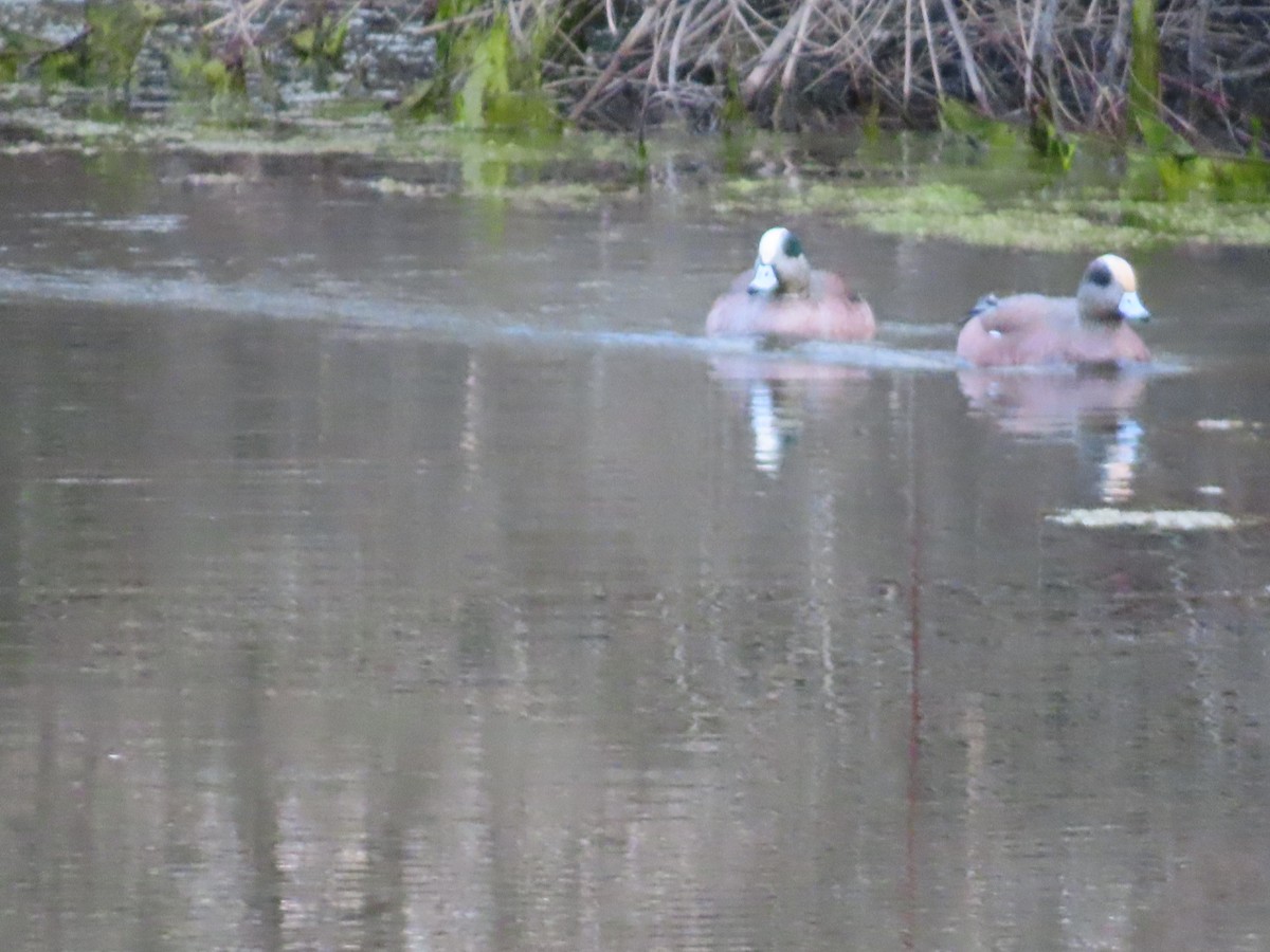 American Wigeon - don pierce