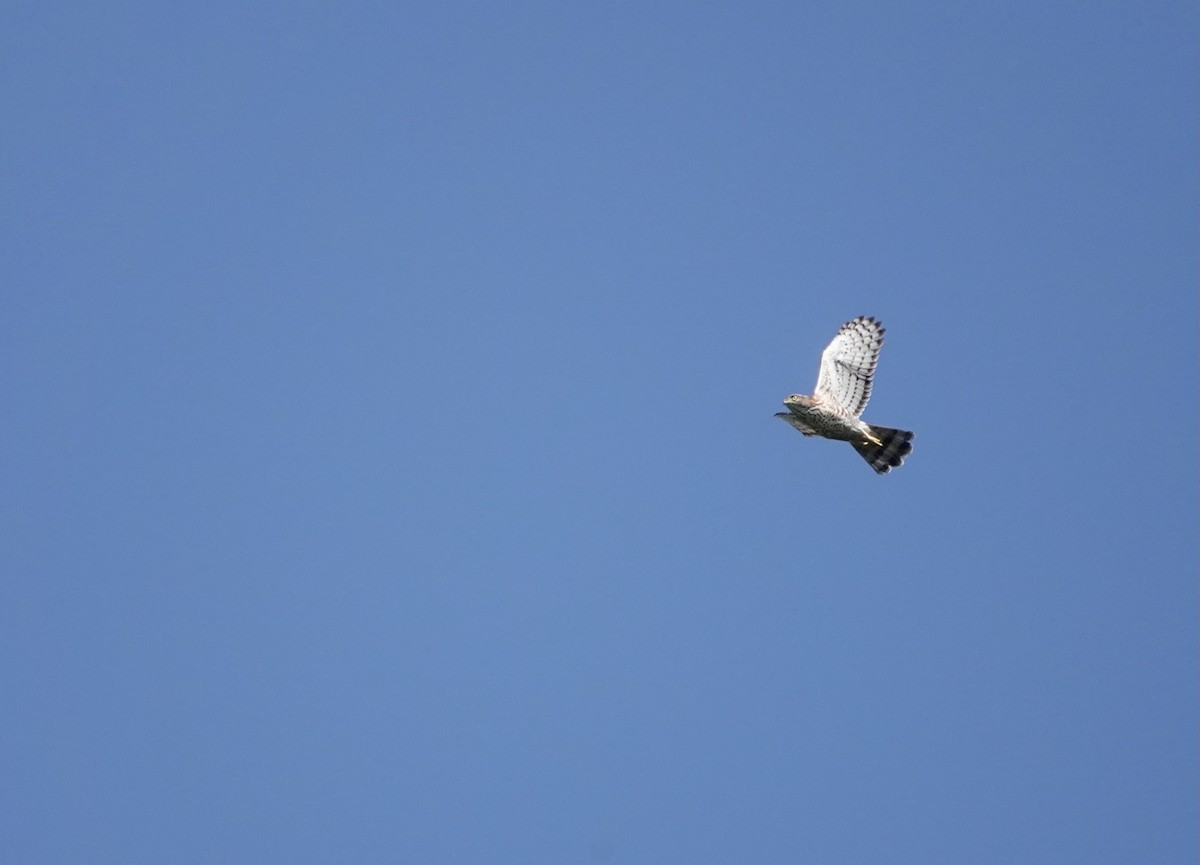 Crested Goshawk - ML616980350