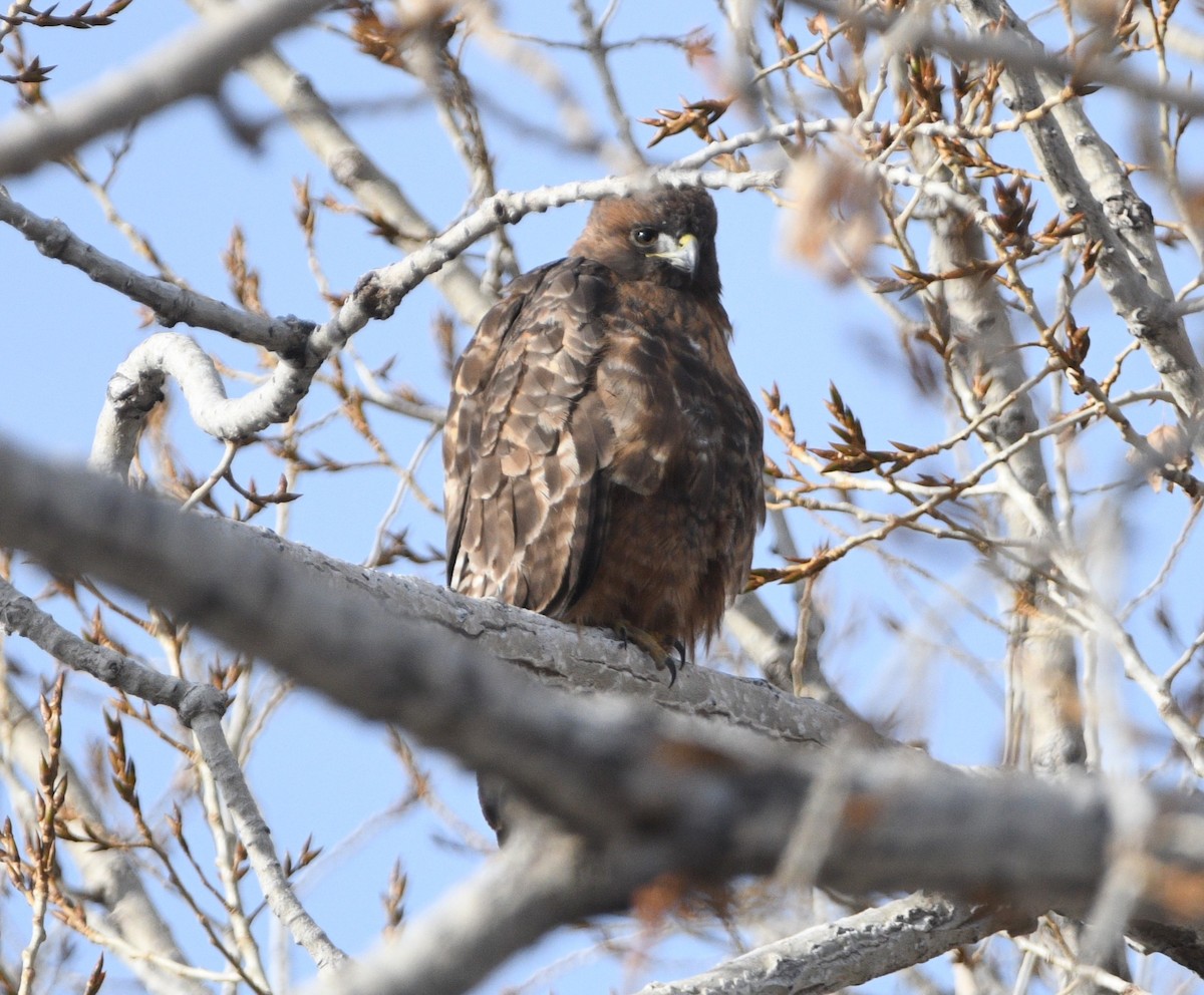 Red-tailed Hawk - ML616980367