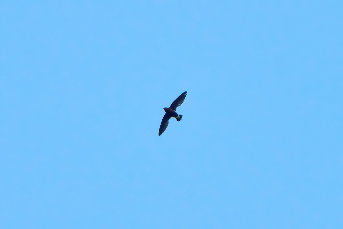 Brown-backed Needletail - ML616980395