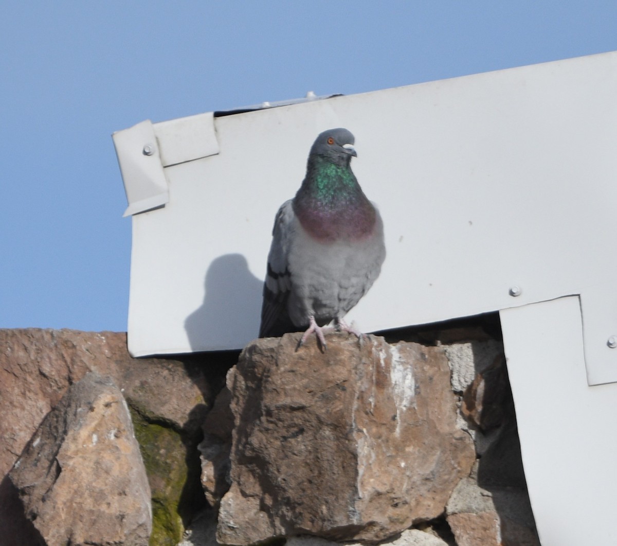 Rock Pigeon (Feral Pigeon) - ML616980407