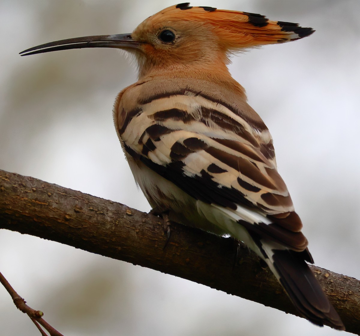 Eurasian Hoopoe - ML616980422