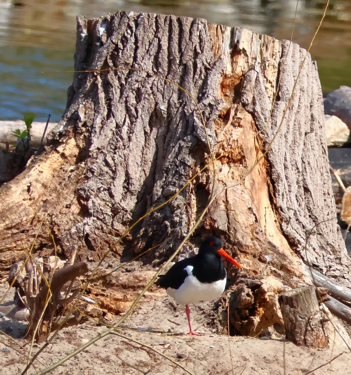 Eurasian Oystercatcher - ML616980461