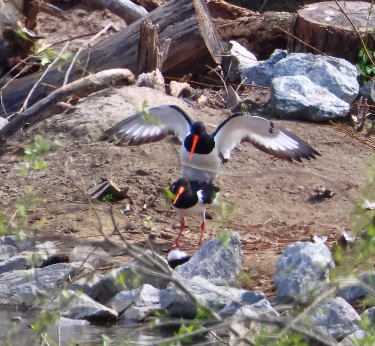 Eurasian Oystercatcher - ML616980465