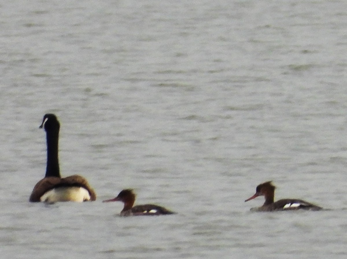 Red-breasted Merganser - ML616980488