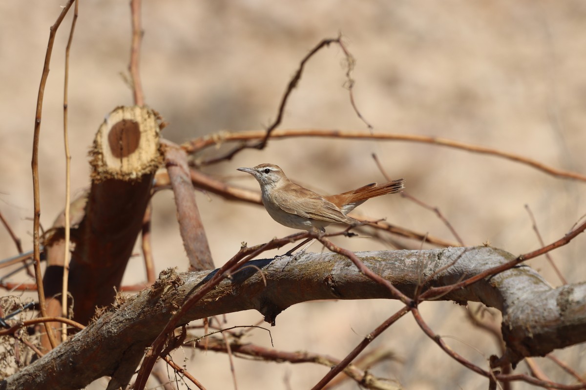 Rufous-tailed Scrub-Robin - עוזי שמאי