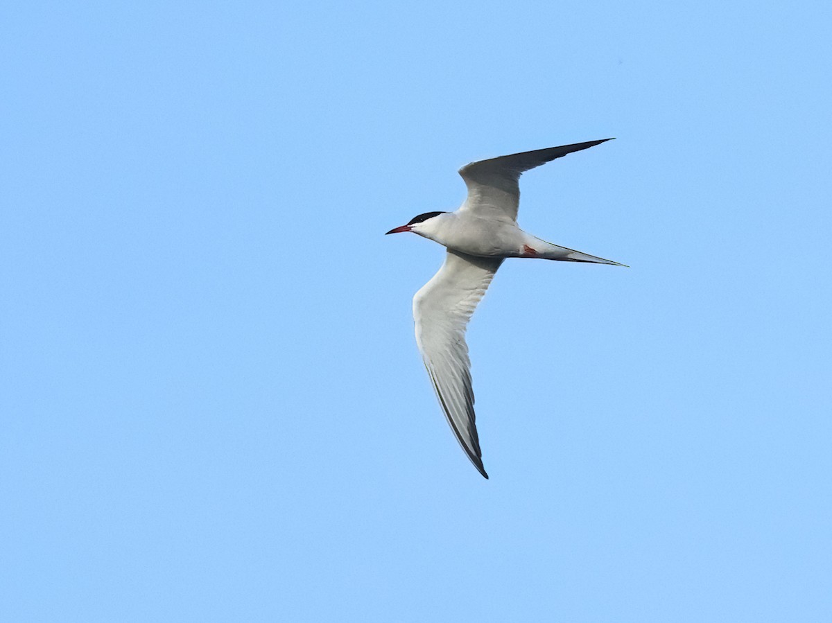 Common Tern - ML616980551