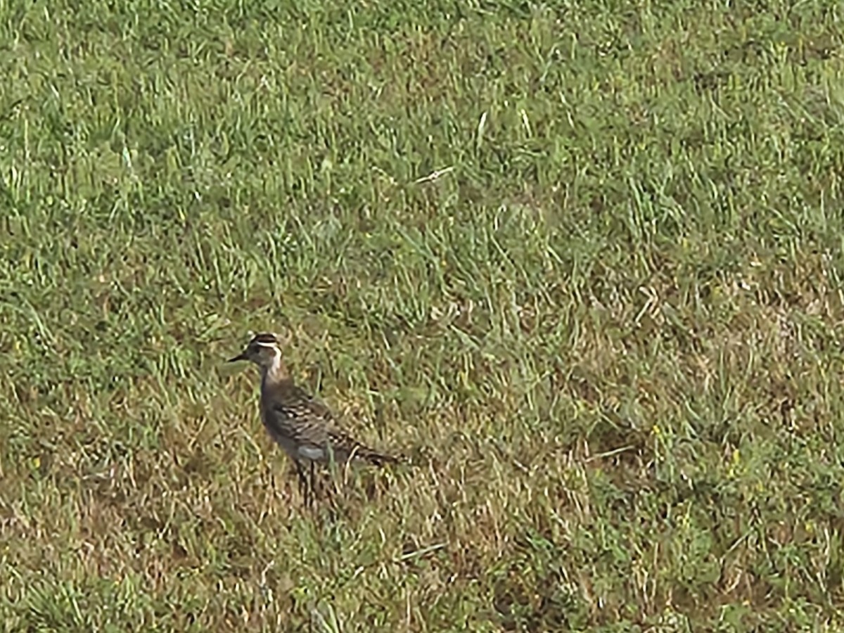 American Golden-Plover - ML616980594