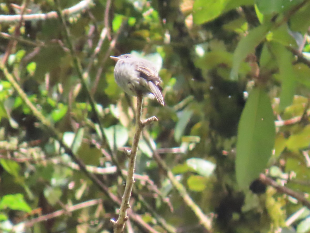 Smoke-colored Pewee - Katherine Holland