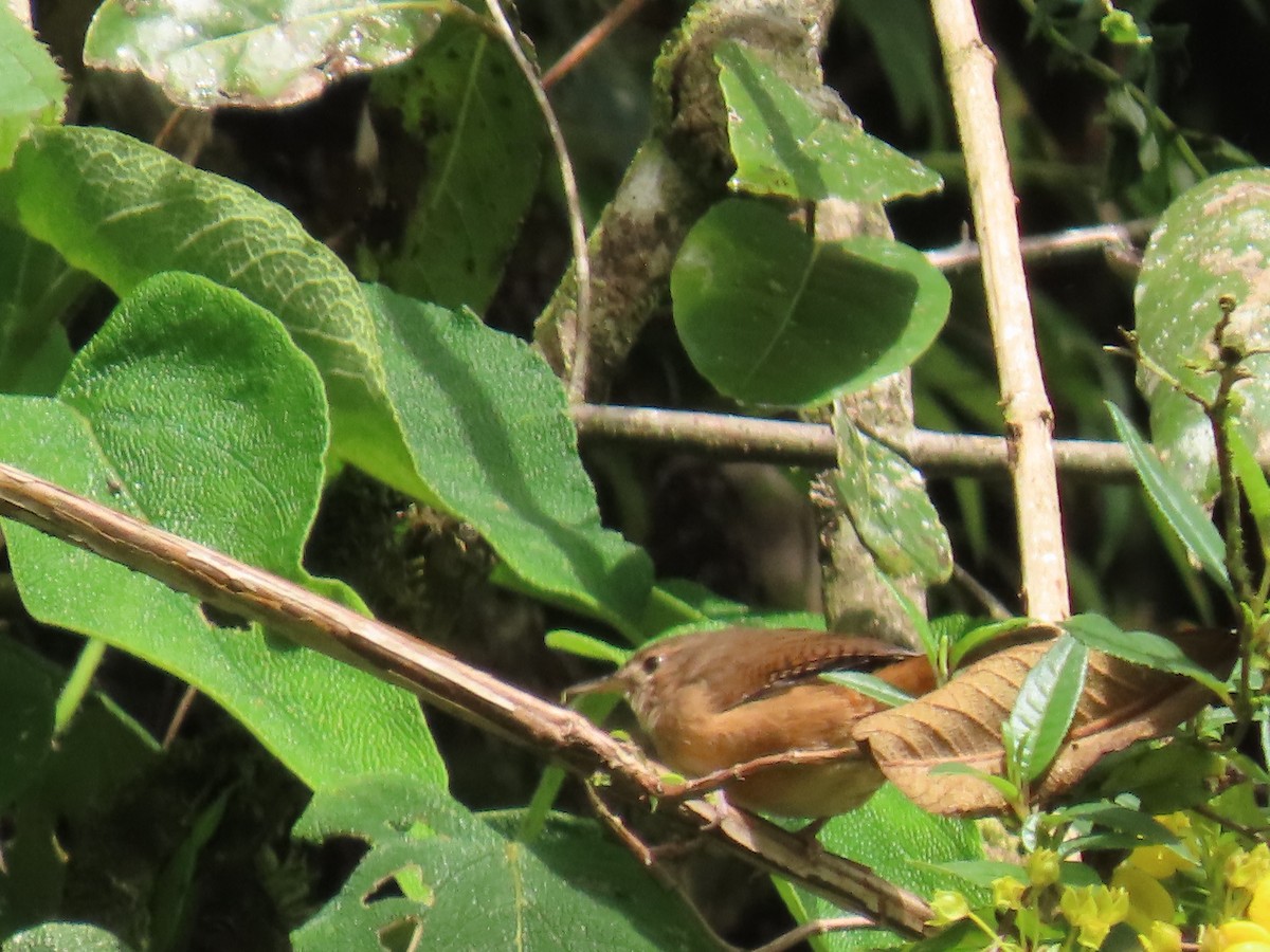 Mountain Wren - ML616980626