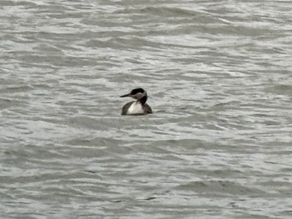 Horned Grebe - Nita Irby