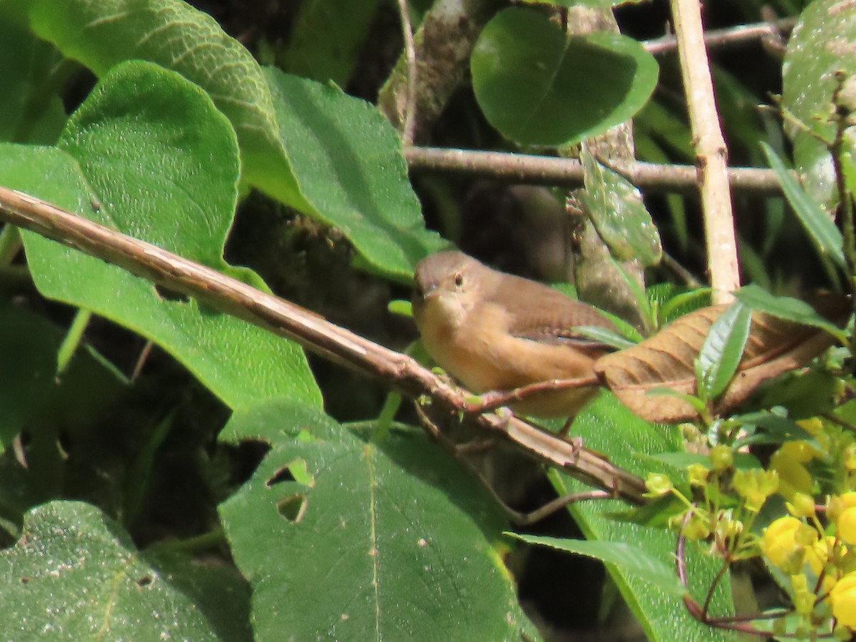 Mountain Wren - ML616980630