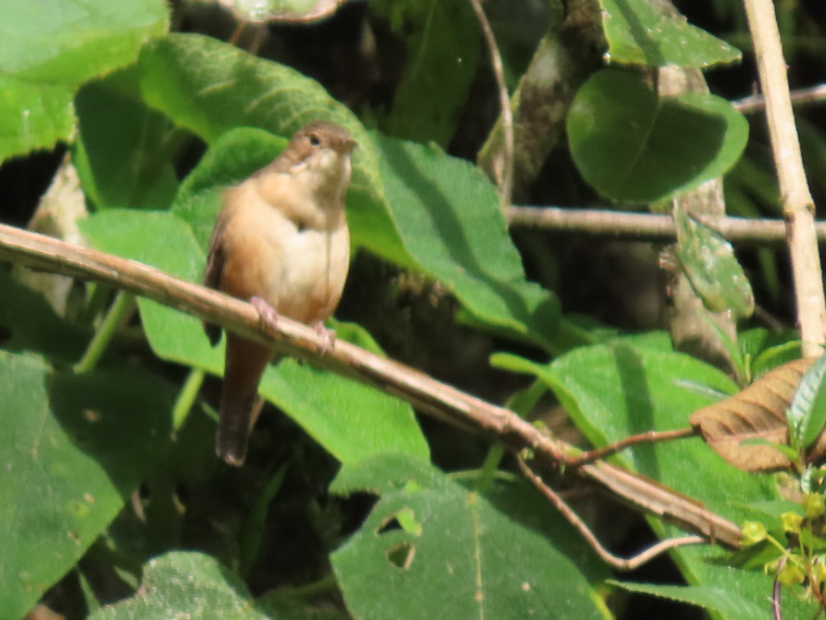 Mountain Wren - ML616980635