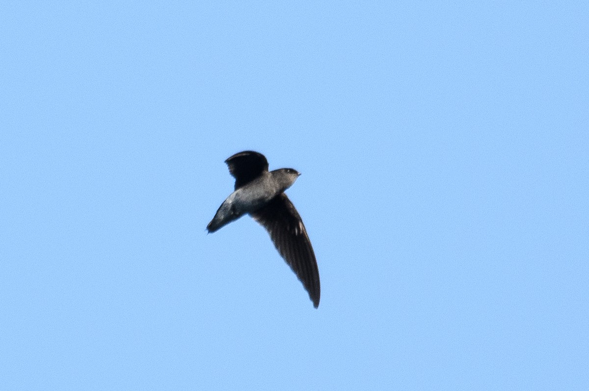 White-rumped Spinetail - ML616980651
