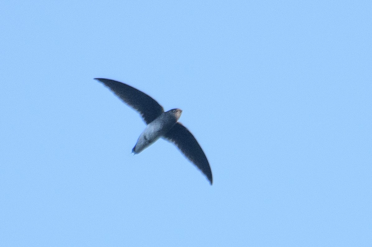 White-rumped Spinetail - ML616980656
