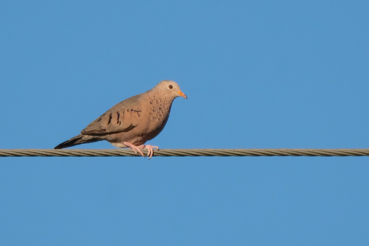 Common Ground Dove - S. Hunter Spenceley