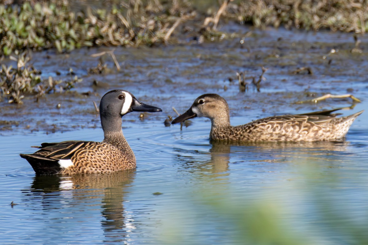 Blue-winged Teal - ML616980691