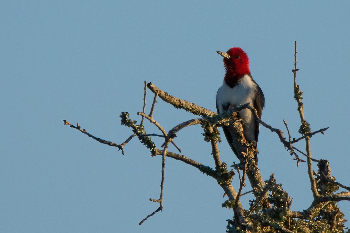 Pic à tête rouge - ML616980696