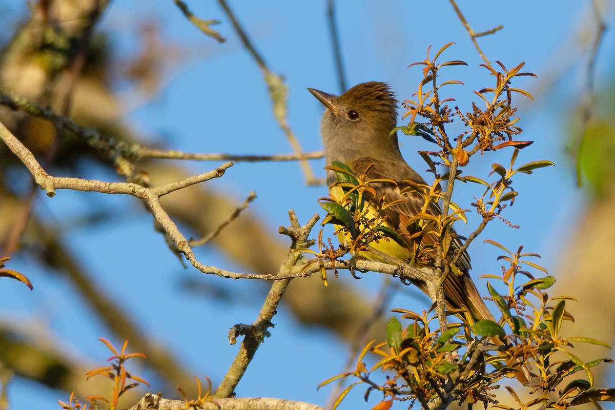 Great Crested Flycatcher - ML616980699