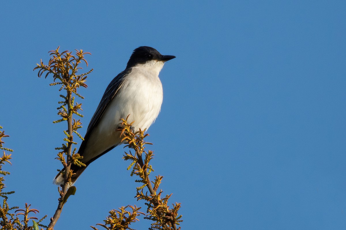 Eastern Kingbird - ML616980704