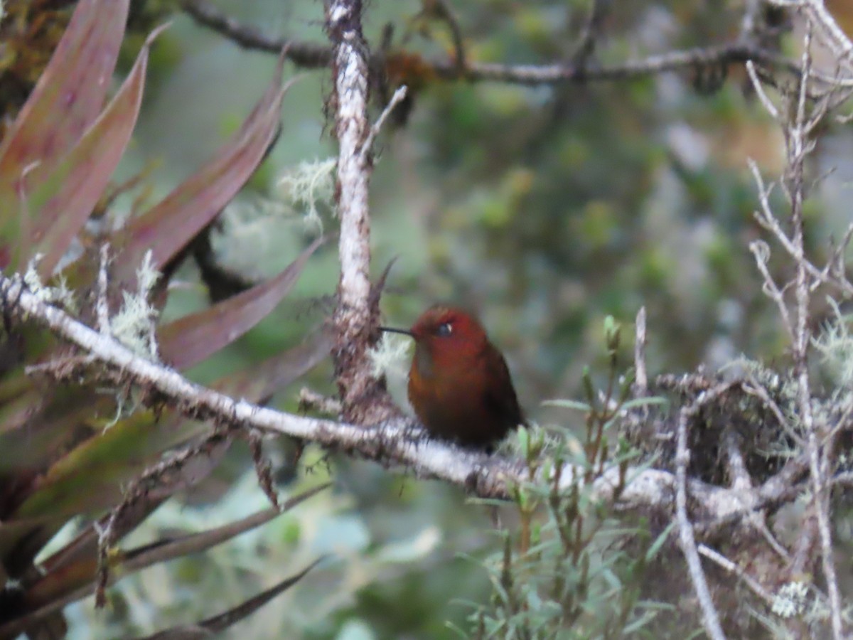 Coppery Metaltail - Katherine Holland