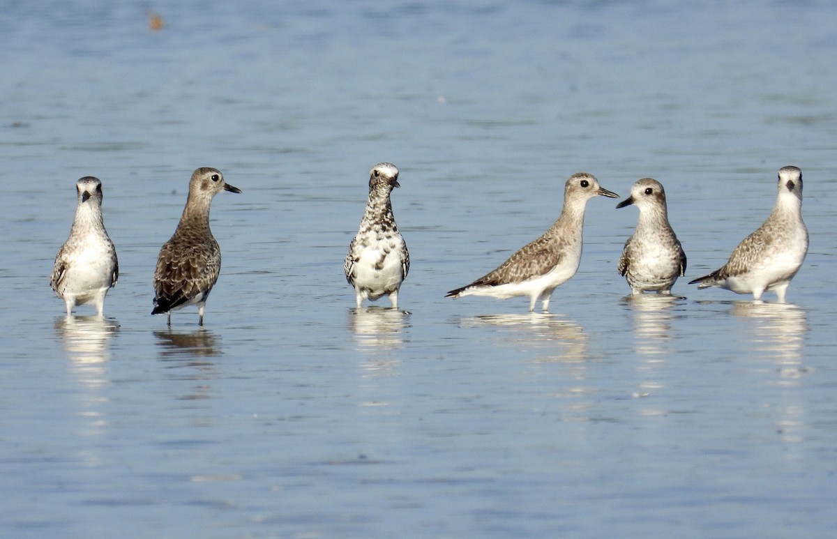 Black-bellied Plover - ML616980823