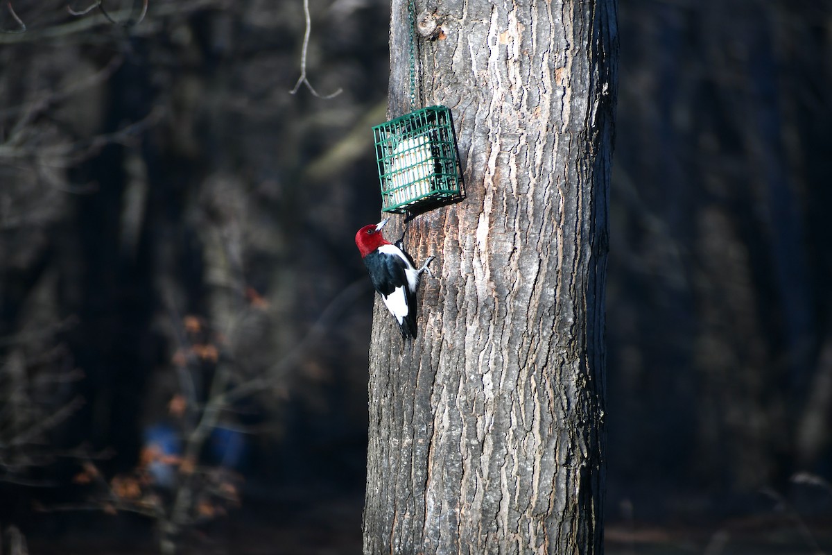 Red-headed Woodpecker - Chelsey E