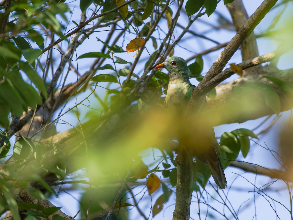 Black-chinned Fruit-Dove - Justine Albao