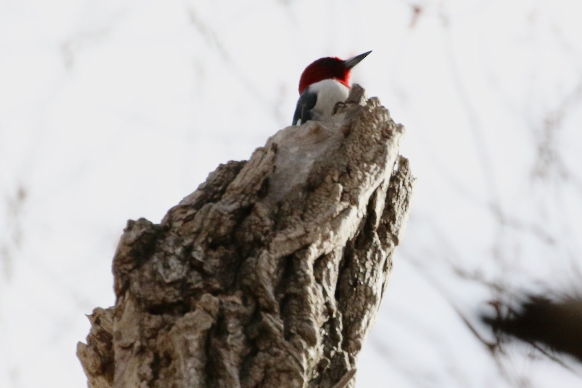 Red-headed Woodpecker - ML616980872