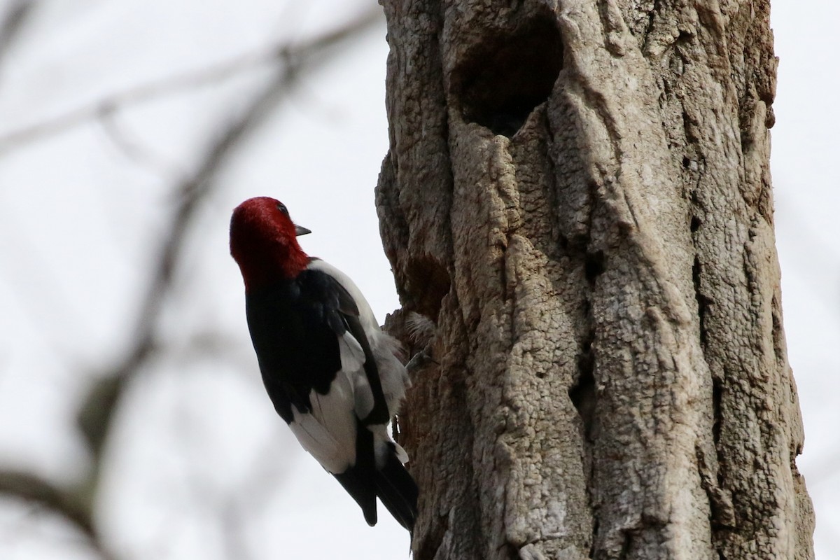 Red-headed Woodpecker - ML616980873