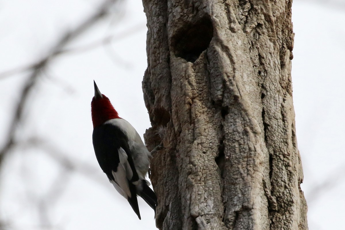 Red-headed Woodpecker - ML616980874