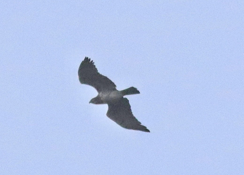 Short-toed Snake-Eagle - ML616980882