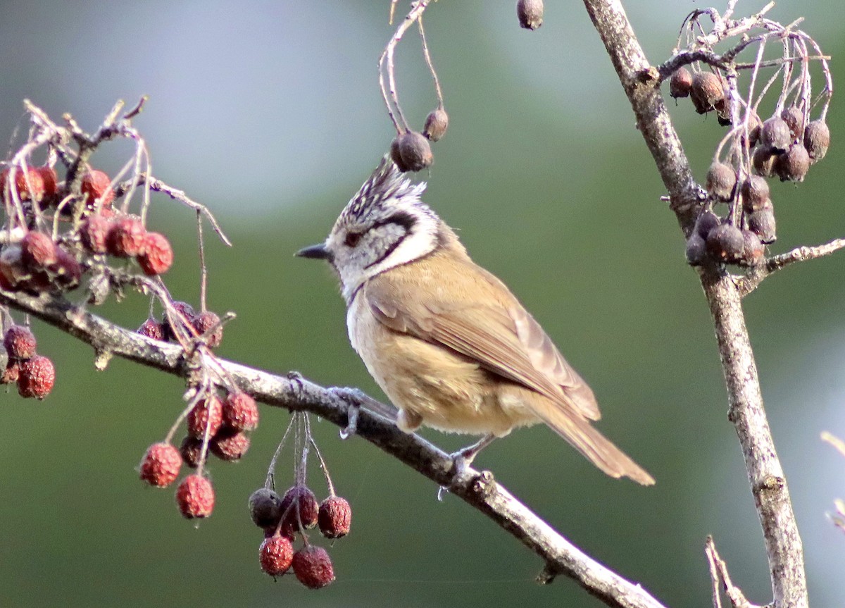 Crested Tit - ML616980899