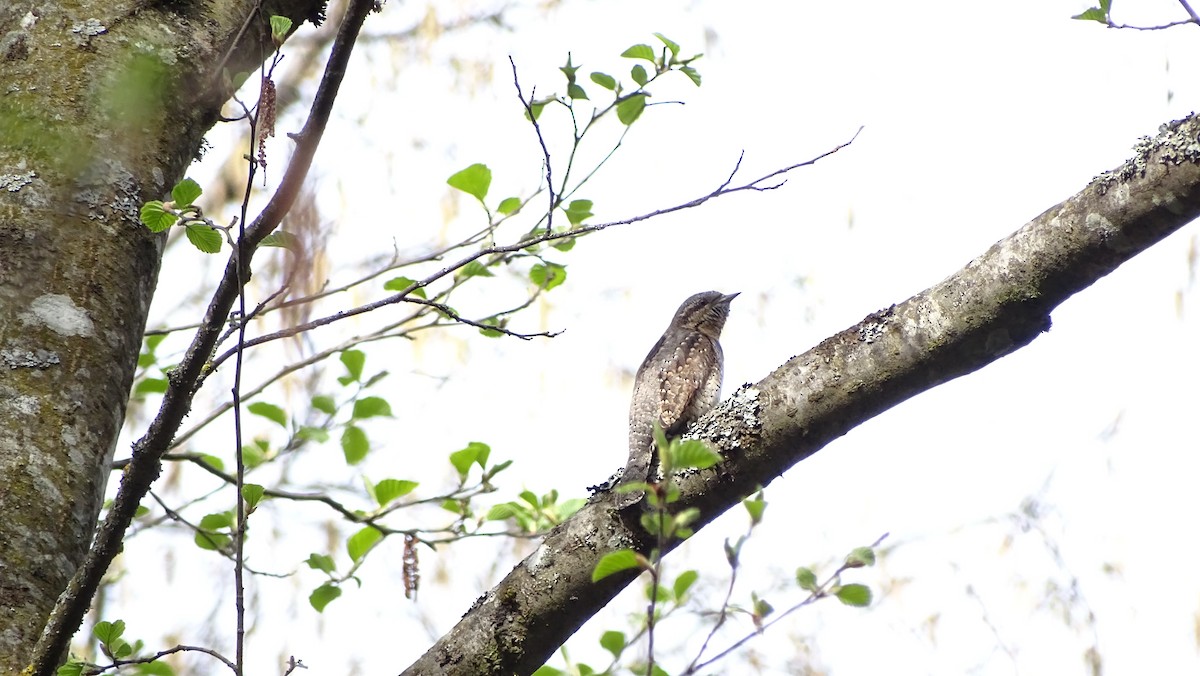 Eurasian Wryneck - Léo-Paul Godderis 🦜