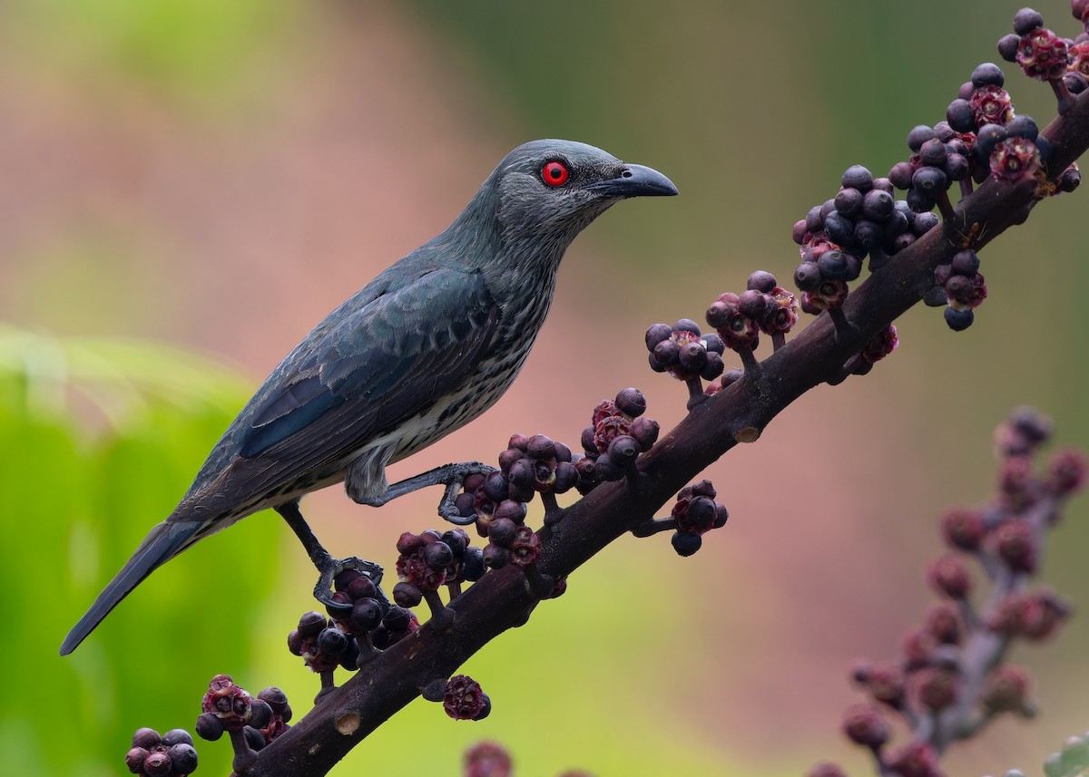 Asian Glossy Starling - ML616980926