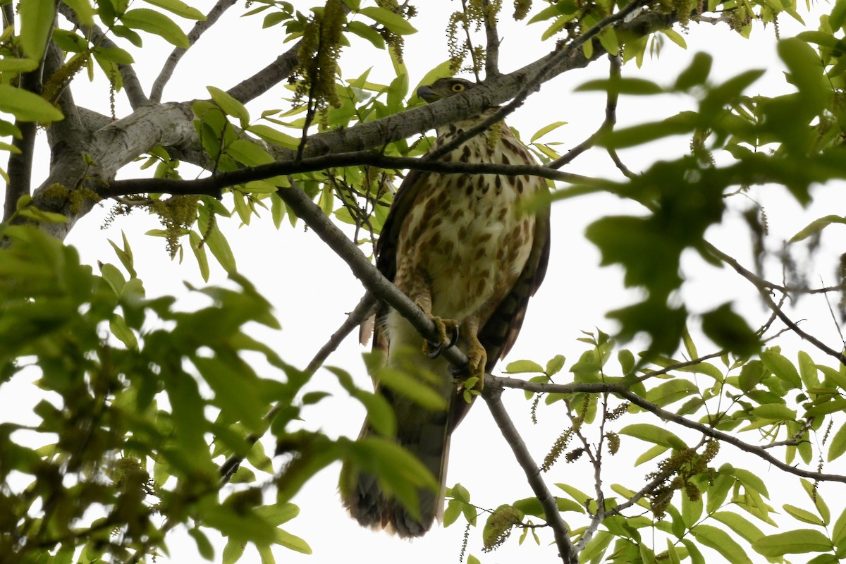 Crested Goshawk - Bobby Ye