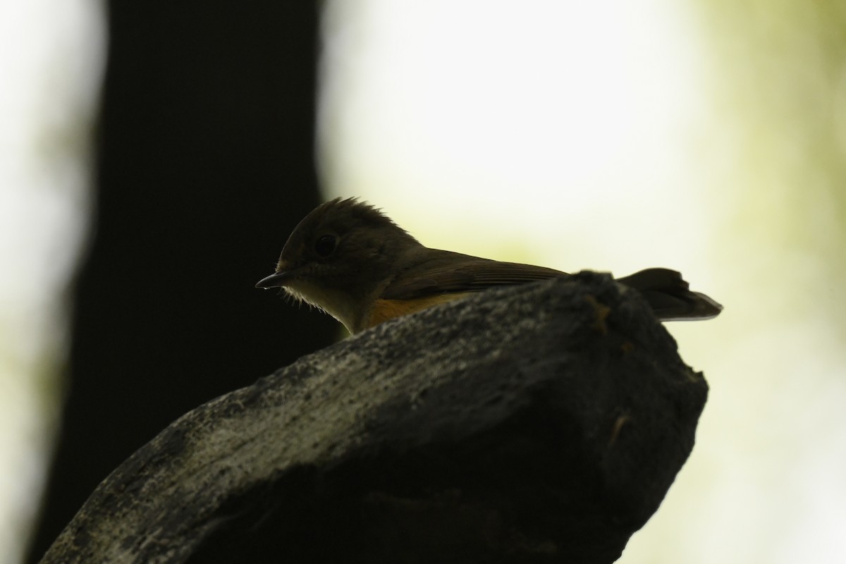 Red-flanked Bluetail - Bobby Ye