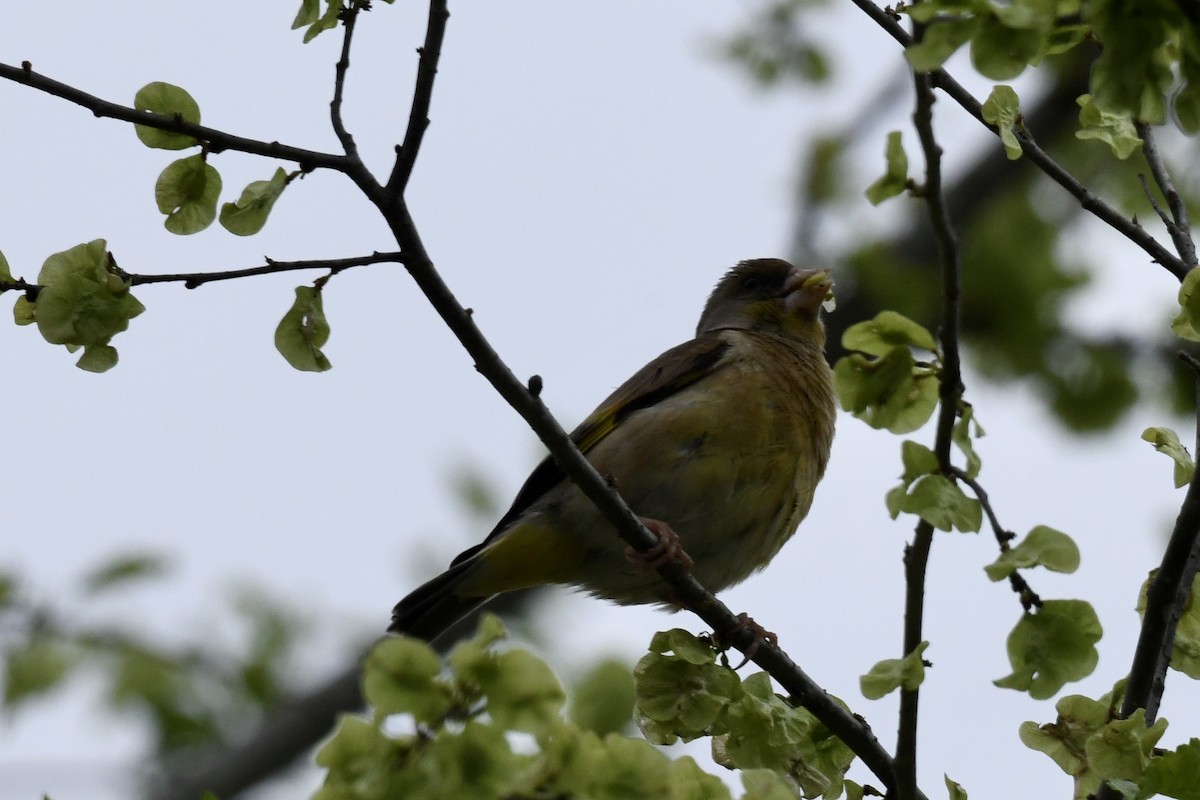 Oriental Greenfinch - Bobby Ye