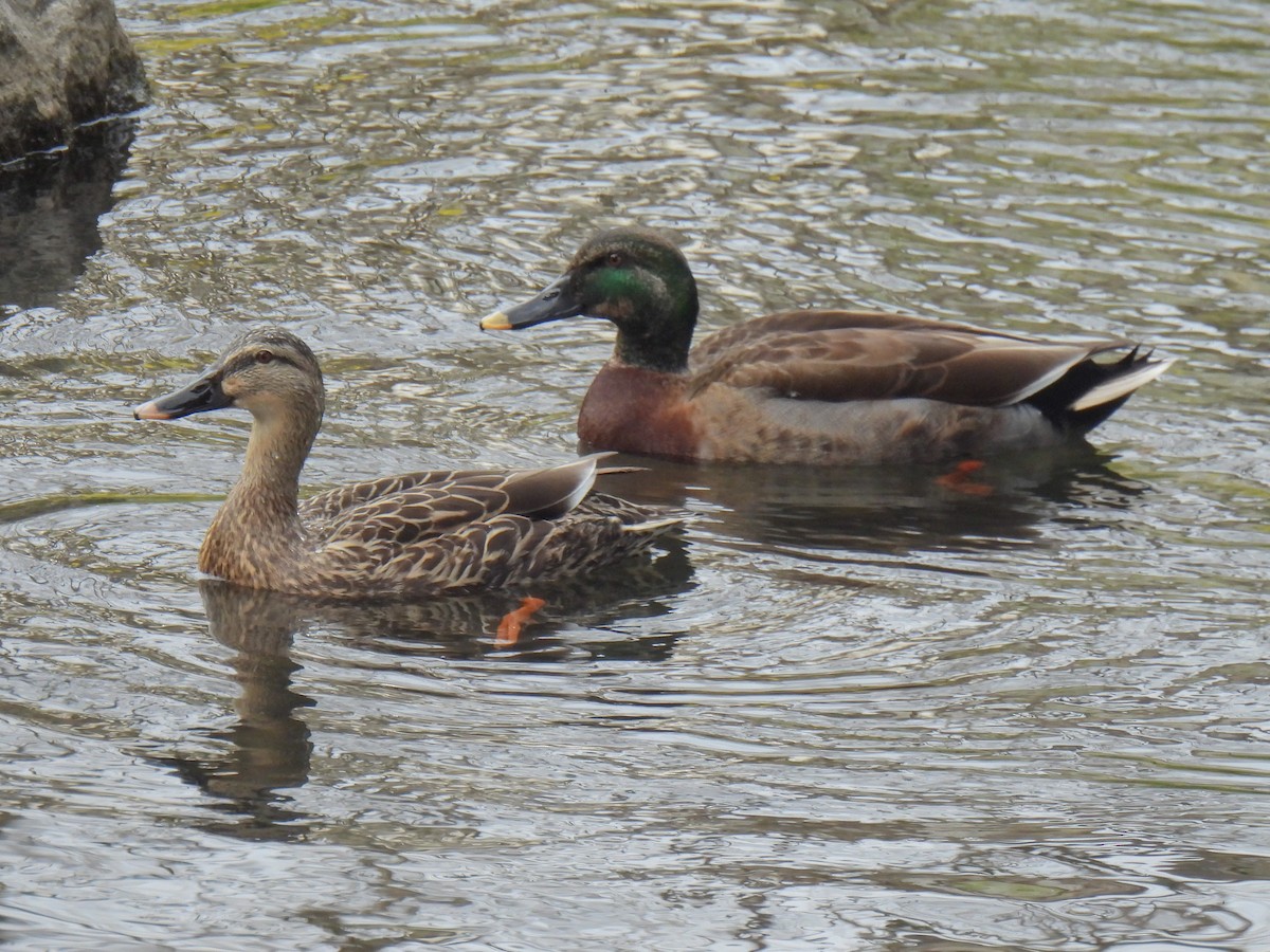 Mallard x Eastern Spot-billed Duck (hybrid) - Anonymous