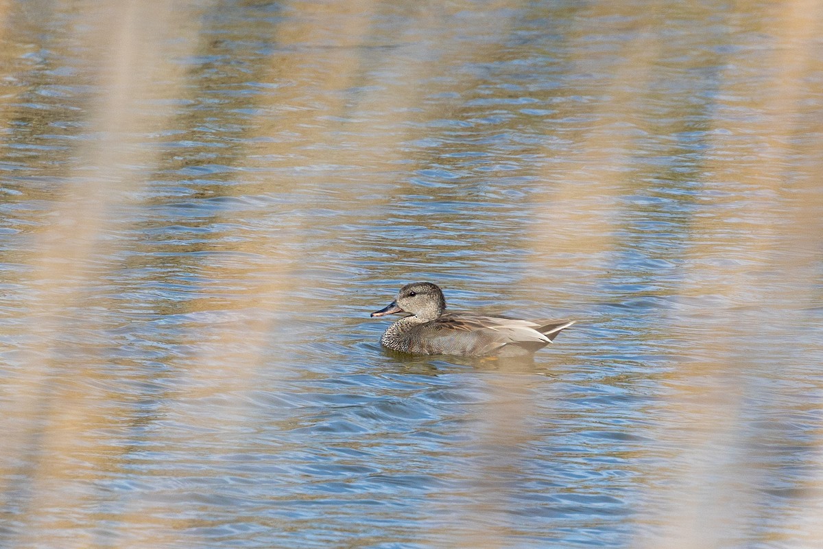 Gadwall - ML616981012