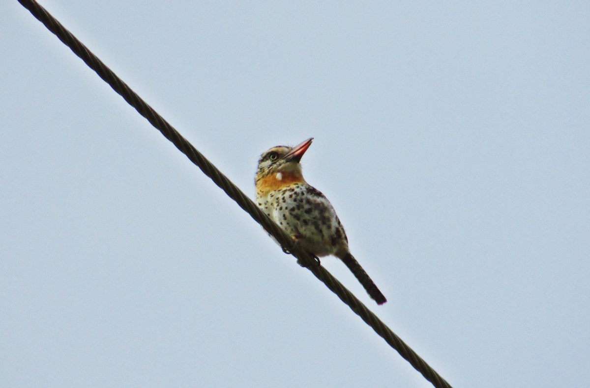 Spot-backed Puffbird (Spot-backed) - ML616981038