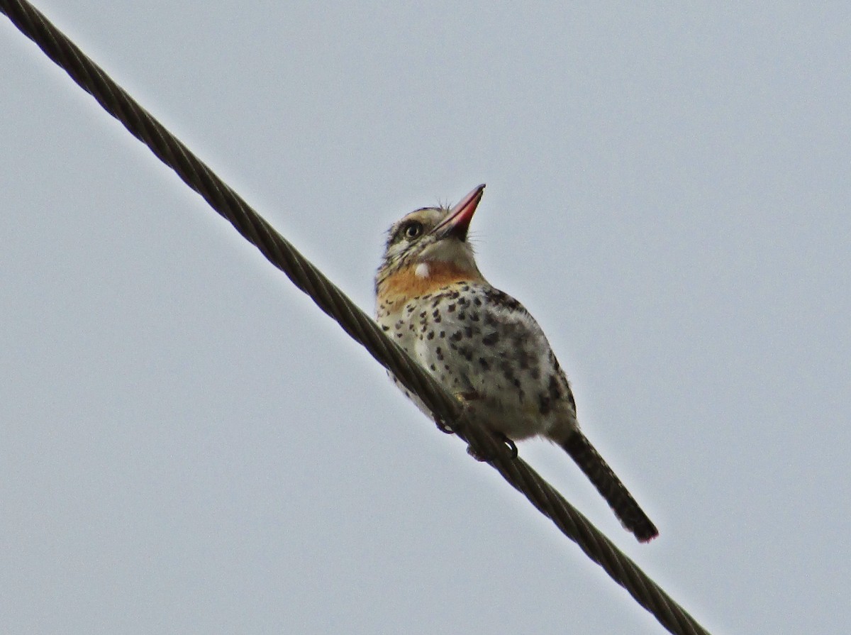 Spot-backed Puffbird (Spot-backed) - ML616981039