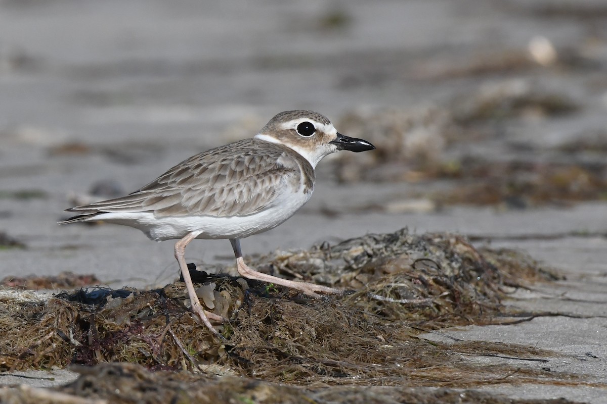 Wilson's Plover - Daniel Bailey